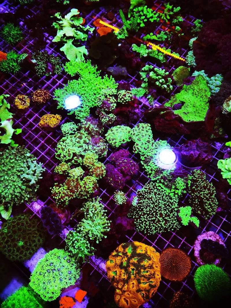 Phil's Corals